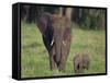 African Elephant Calf with Mother in Grass-DLILLC-Framed Stretched Canvas