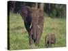 African Elephant Calf with Mother in Grass-DLILLC-Stretched Canvas