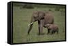 African Elephant Calf with Mother in Grass-DLILLC-Framed Stretched Canvas
