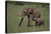 African Elephant Calf with Mother in Grass-DLILLC-Stretched Canvas