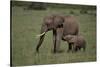 African Elephant Calf with Mother in Grass-DLILLC-Stretched Canvas