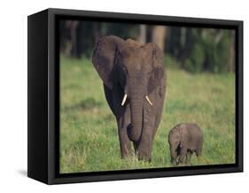 African Elephant Calf with Mother in Grass-DLILLC-Framed Stretched Canvas