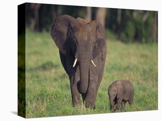 African Elephant Calf with Mother in Grass-DLILLC-Stretched Canvas