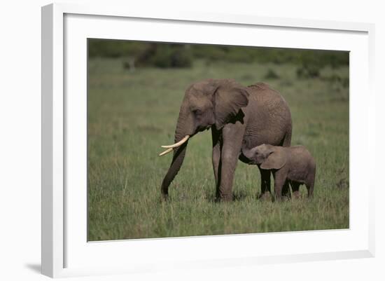 African Elephant Calf with Mother in Grass-DLILLC-Framed Photographic Print