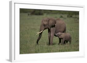 African Elephant Calf with Mother in Grass-DLILLC-Framed Photographic Print