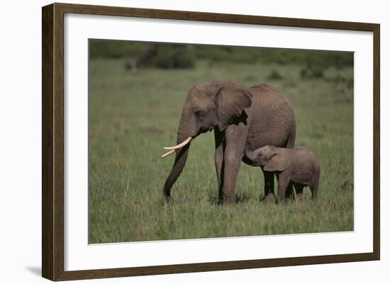 African Elephant Calf with Mother in Grass-DLILLC-Framed Photographic Print