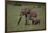 African Elephant Calf with Mother in Grass-DLILLC-Framed Photographic Print