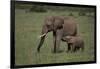 African Elephant Calf with Mother in Grass-DLILLC-Framed Photographic Print
