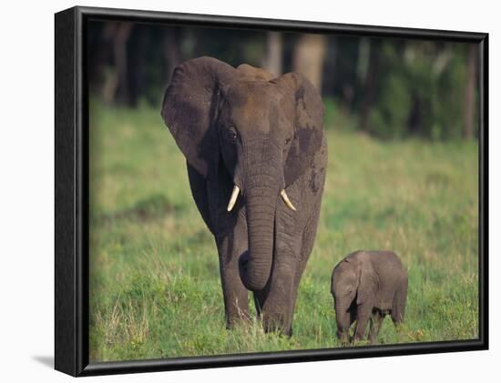 African Elephant Calf with Mother in Grass-DLILLC-Framed Photographic Print