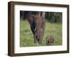 African Elephant Calf with Mother in Grass-DLILLC-Framed Photographic Print