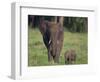 African Elephant Calf with Mother in Grass-DLILLC-Framed Photographic Print