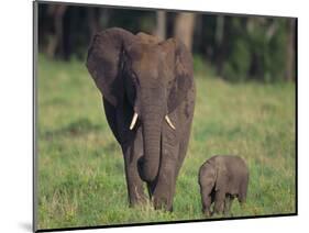 African Elephant Calf with Mother in Grass-DLILLC-Mounted Photographic Print