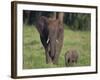 African Elephant Calf with Mother in Grass-DLILLC-Framed Photographic Print