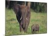 African Elephant Calf with Mother in Grass-DLILLC-Mounted Photographic Print