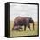 African Elephant Calf with Mother in Savanna-null-Framed Stretched Canvas