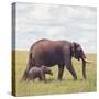 African Elephant Calf with Mother in Savanna-null-Stretched Canvas