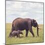 African Elephant Calf with Mother in Savanna-null-Mounted Photographic Print