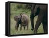 African Elephant Calf with Parent in Grass-DLILLC-Framed Stretched Canvas