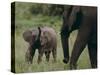 African Elephant Calf with Parent in Grass-DLILLC-Stretched Canvas
