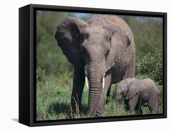 African Elephant Calf with Parent in Grass-DLILLC-Framed Stretched Canvas