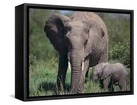 African Elephant Calf with Parent in Grass-DLILLC-Framed Stretched Canvas