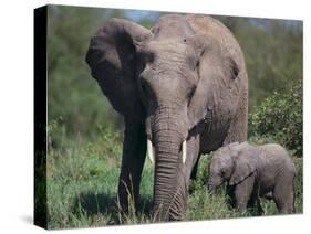African Elephant Calf with Parent in Grass-DLILLC-Stretched Canvas