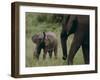 African Elephant Calf with Parent in Grass-DLILLC-Framed Photographic Print