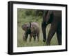 African Elephant Calf with Parent in Grass-DLILLC-Framed Photographic Print