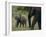 African Elephant Calf with Parent in Grass-DLILLC-Framed Photographic Print