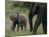 African Elephant Calf with Parent in Grass-DLILLC-Mounted Photographic Print
