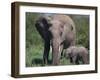 African Elephant Calf with Parent in Grass-DLILLC-Framed Photographic Print