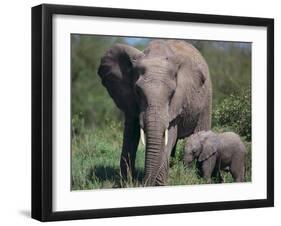 African Elephant Calf with Parent in Grass-DLILLC-Framed Photographic Print