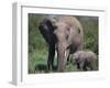 African Elephant Calf with Parent in Grass-DLILLC-Framed Photographic Print