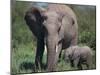 African Elephant Calf with Parent in Grass-DLILLC-Mounted Photographic Print