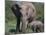 African Elephant Calf with Parent in Grass-DLILLC-Mounted Photographic Print