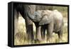 African Elephant Calf-null-Framed Stretched Canvas