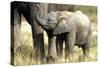 African Elephant Calf-null-Stretched Canvas