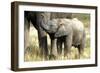 African Elephant Calf-null-Framed Photographic Print