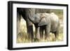 African Elephant Calf-null-Framed Photographic Print