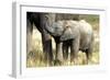 African Elephant Calf-null-Framed Photographic Print
