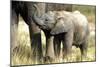 African Elephant Calf-null-Mounted Photographic Print