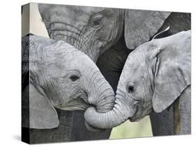 African Elephant Calves (Loxodonta Africana) Holding Trunks, Tanzania-null-Stretched Canvas