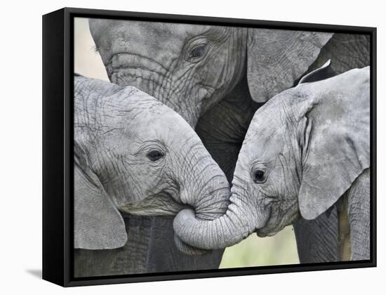 African Elephant Calves (Loxodonta Africana) Holding Trunks, Tanzania-null-Framed Stretched Canvas