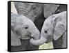 African Elephant Calves (Loxodonta Africana) Holding Trunks, Tanzania-null-Framed Stretched Canvas