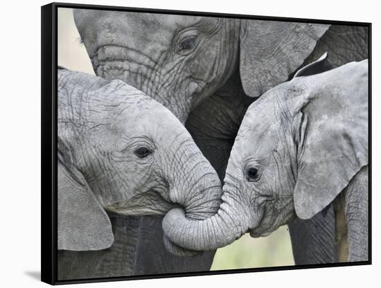 African Elephant Calves (Loxodonta Africana) Holding Trunks, Tanzania-null-Framed Stretched Canvas