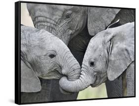 African Elephant Calves (Loxodonta Africana) Holding Trunks, Tanzania-null-Framed Stretched Canvas