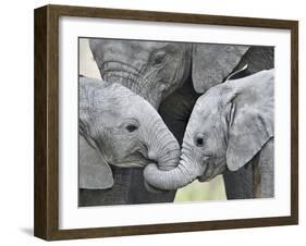 African Elephant Calves (Loxodonta Africana) Holding Trunks, Tanzania-null-Framed Premium Photographic Print