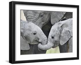 African Elephant Calves (Loxodonta Africana) Holding Trunks, Tanzania-null-Framed Premium Photographic Print