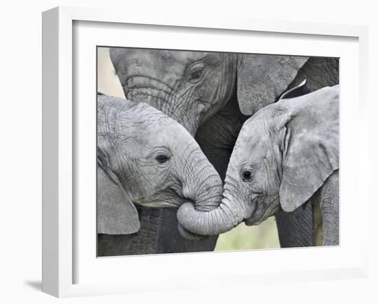 African Elephant Calves (Loxodonta Africana) Holding Trunks, Tanzania-null-Framed Premium Photographic Print