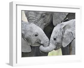 African Elephant Calves (Loxodonta Africana) Holding Trunks, Tanzania-null-Framed Premium Photographic Print